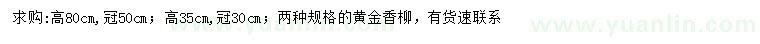 求购高35、80公分黄金香柳