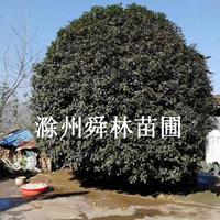 桂花 滁州桂花基地 桂花价格 安徽桂花