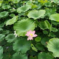 可供四川水生植物基地｜可供四川水生植物价格｜荷花直销