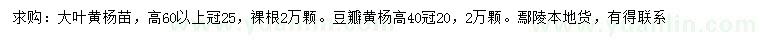 求购高60公分以上大叶黄杨、高40公分豆瓣黄杨