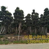 漳州大型景观小叶榕树桩头，批发价格便宜，就数福建漳州沙西榕树