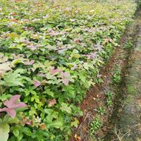 枫香树【枫香价格,枫香树基地,枫香树栽培种植管理技术】