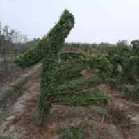 小叶女贞书香仁义礼智信造型 温江造型基地 造型价格