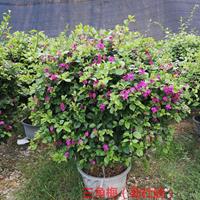 福建三角梅球市场价？兴景种植批发基地，市场价格优势大，热销四