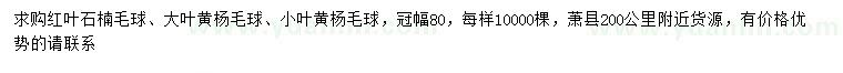 求购红叶石楠毛球、大叶黄杨毛球、小叶黄杨毛球