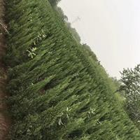 1米2高刺柏树出售价格，河南刺柏树为什么出现同规格报价不同现