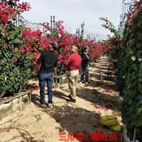 福建潮州红三角梅，花期图片中国红，大红，批发基地自产自销，热