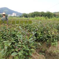 高60-80公分大果红花油茶实生苗基地常年批量供应