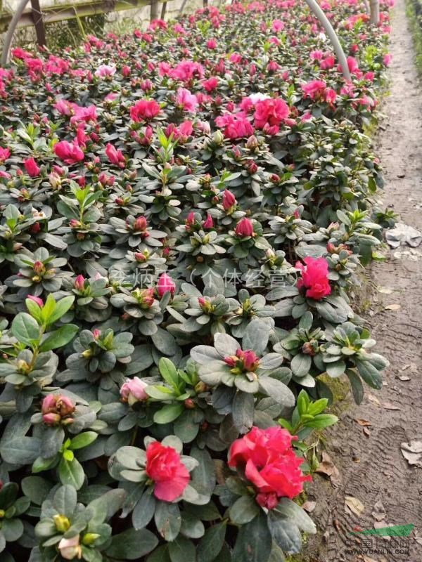 2018西洋娟小苗價格，成都哪裏有13杯的西洋娟小苗出售
