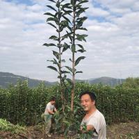 四川地区大量供应高度1.5米以上的青珊瑚/法国冬青价格