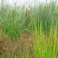 灯心草 灯芯草、蔺草、龙须草、野席草、马棕根、野马棕