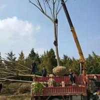 大小规格黄山栾树基地