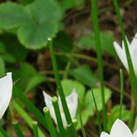 葱兰 韭兰、白花葱兰、红花葱兰、红花韭兰、葱莲
