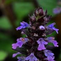 月见草 待霄草、山芝麻 夜来香、待霄草、粉晚樱草