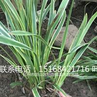 金边麦冬 兰花三七 吉祥草 玉簪 麦冬草等