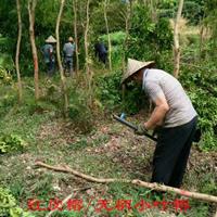 红皮榕批发基地，红皮榕树苗全冠，热销四川成都