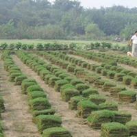 果岭草 沙培矮生百慕大草 百慕达草