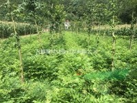 青錢柳苗供應商報價單