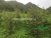 青錢柳苗供應商報價單