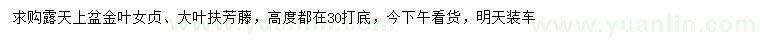 求购30公分以上金叶女贞、大叶扶芳藤