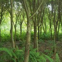 红皮榕批发基地,红皮榕树苗移植苗,热销广西