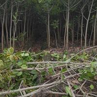 金边高山榕市場价格,斑叶高山榕裸根,热销四川成都