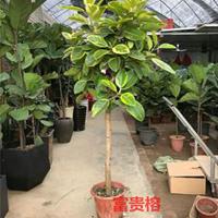 富贵榕米径3/4/5/6/8/10/2公分,花叶高山榕移植苗