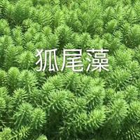 浙江狐尾藻/香蒲/蒲苇/水葱/睡莲/芦竹/马蔺/狐尾藻价格