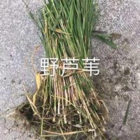 杭州野芦苇大量/水葫芦，细叶芒，斑叶芒，香菇草