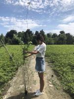 四川成都蔷薇花种植基地，1到3米高蔷薇花大量出售