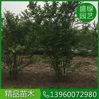 福建丛生紫薇价格 福建丛生紫薇基地 福建丛生紫薇供应