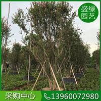 福建小叶紫薇介绍 小叶紫薇培育方法 漳州小叶紫薇