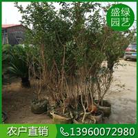8-30公分小叶紫薇 漳州小叶紫薇 福建8-30公分小叶紫薇