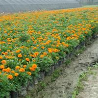 节日用花孔雀草 13杯孔雀草苗圃基地 孔雀草苗圃批量出售