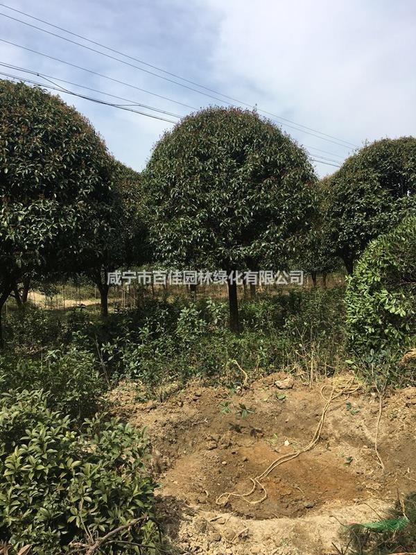 桂花樹價格，精品12公分桂花樹價格，鹹甯桂花樹價格