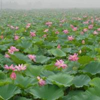 供应芡实、荷花、香蒲菖蒲、芦苇、千屈菜、水生鸢尾