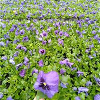 春节时令花卉三色堇 三色堇价格 三色堇基地 三色堇苗圃起苗