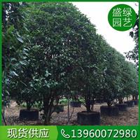 福建[产品]/福建金桂7价格/报价