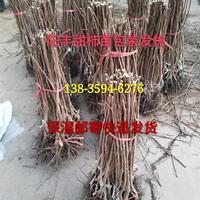 阳丰甜柿苗种植时间 阳丰甜柿苗价格