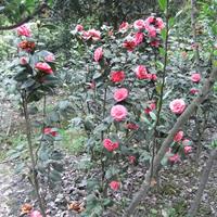 茶花出售 山茶花价格 四川茶花基地 灌木茶花苗出售 花期长的