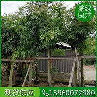 福建[产品]/福建桃花心木5价格/报价