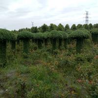 小叶女贞蘑菇造型 小叶女贞大小蘑菇造型价格 温江小叶女贞基地