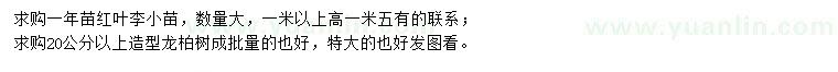 求购一年苗红叶李小苗、造型龙柏