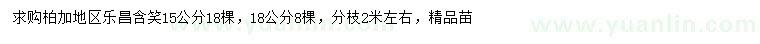 求购15、18公分乐昌含笑