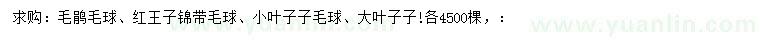 求购毛鹃毛球、红王子锦带毛球、小叶子子毛球等