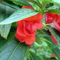 鳳仙花低价处理草花基地大量供應