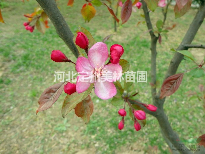 鑽石海棠各種規格批發價格是多少