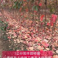 阳丰甜柿苗种植方法 阳丰甜柿苗亩产量多少斤？