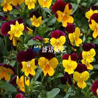 悟空花海基地出售大量耐寒草花-角瑾、颜色*、价格优惠，成活