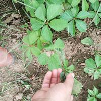 大量供应爬山虎 爬墙虎 五叶地锦 三叶地锦爬藤植物